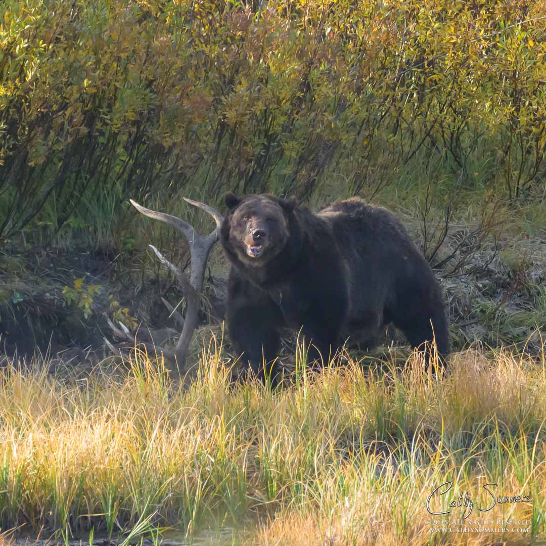 The Grizzly Known as Big Red Protecting the Elk Carcass he Pulled from the Mud