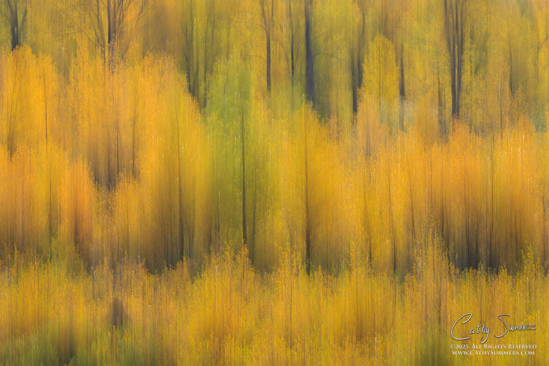 ICM (Intentiional Camera Movement): Golden Cottonwood Trees on the Gros Ventre River in Grand Teton National Park