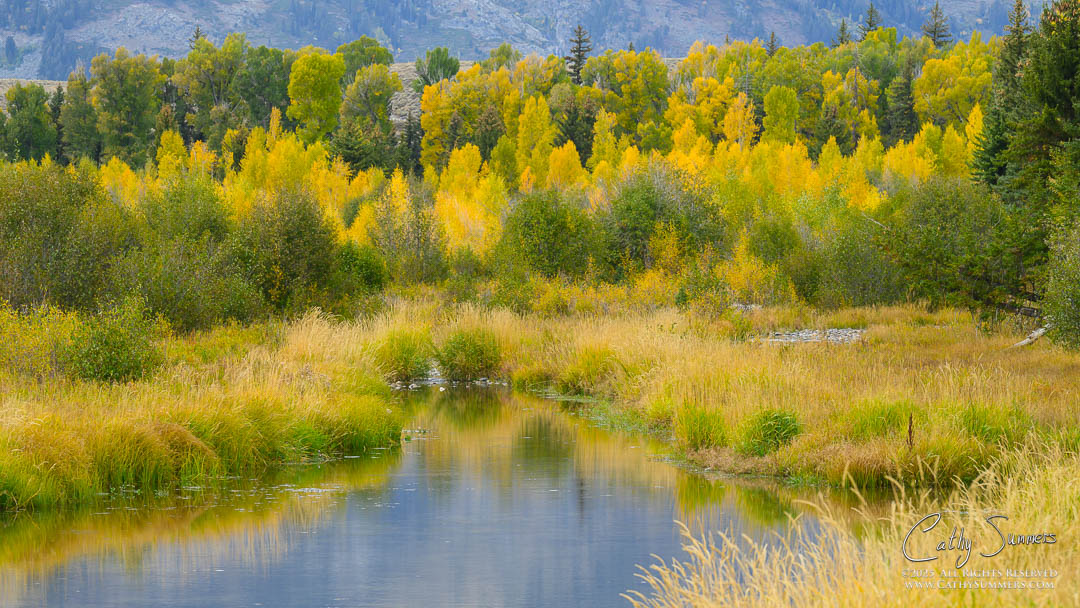 Golden Cottonwoods and Birches at Schwabacker Landing in Grand Teton National Park