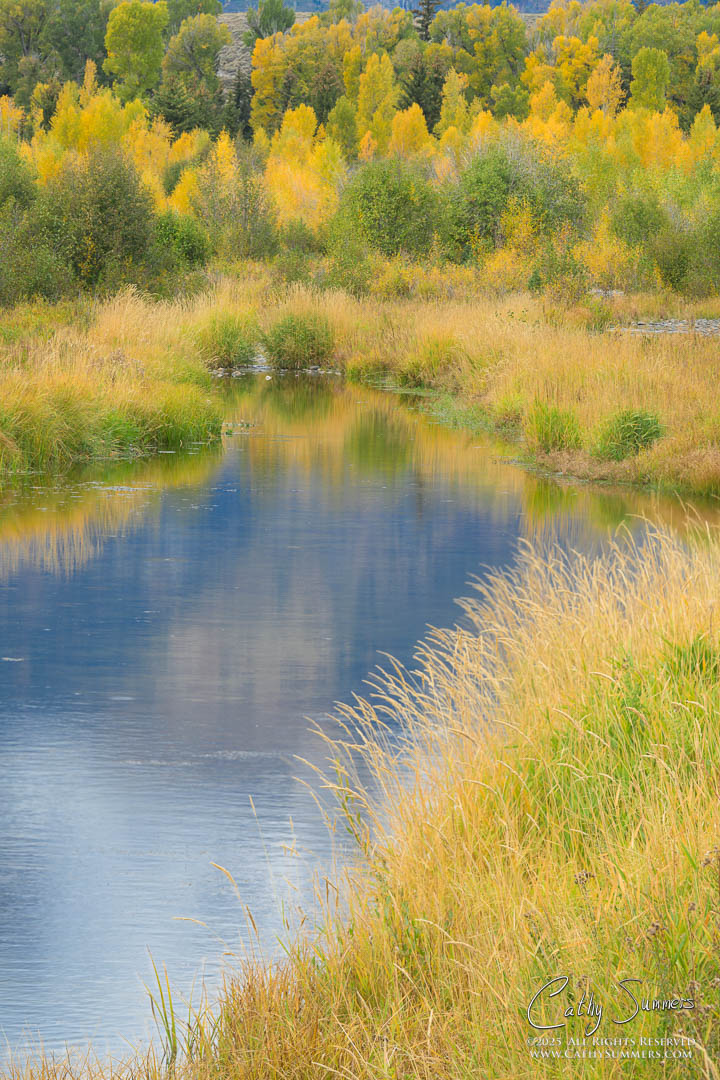 Autumn  Colors at Schwabacher Landing, Grand Teton National Park