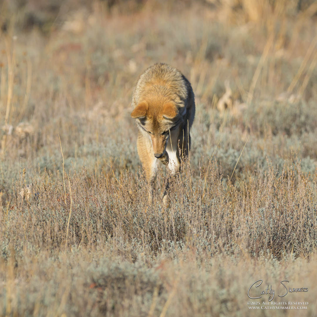 Pouncing Coyotoe, Grand Teton National Park