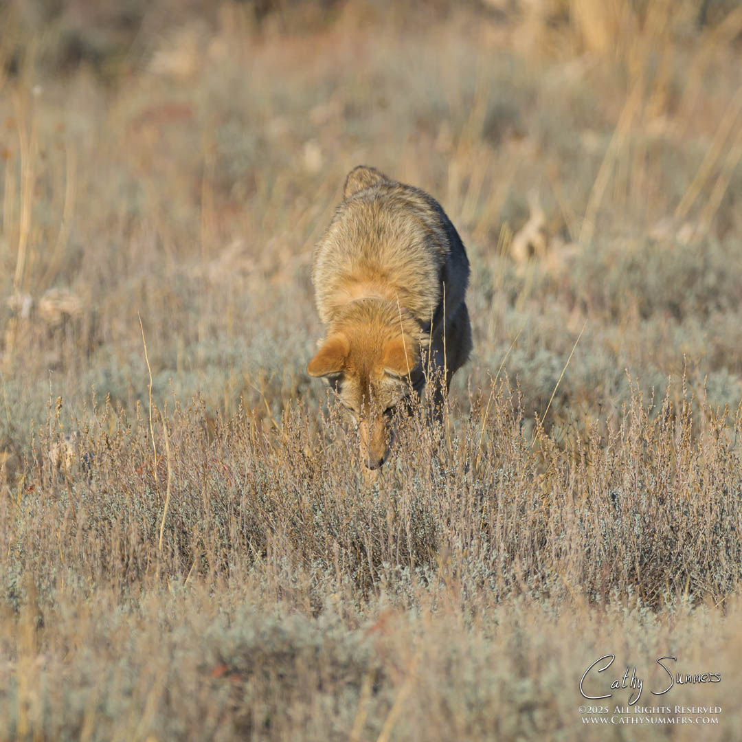 Pouncing Coyotoe, Grand Teton National Park