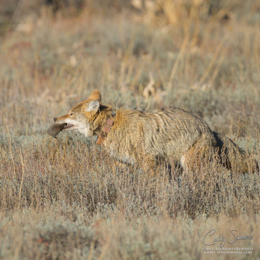 Coyotoe and Dinner in Grand Teton National Park