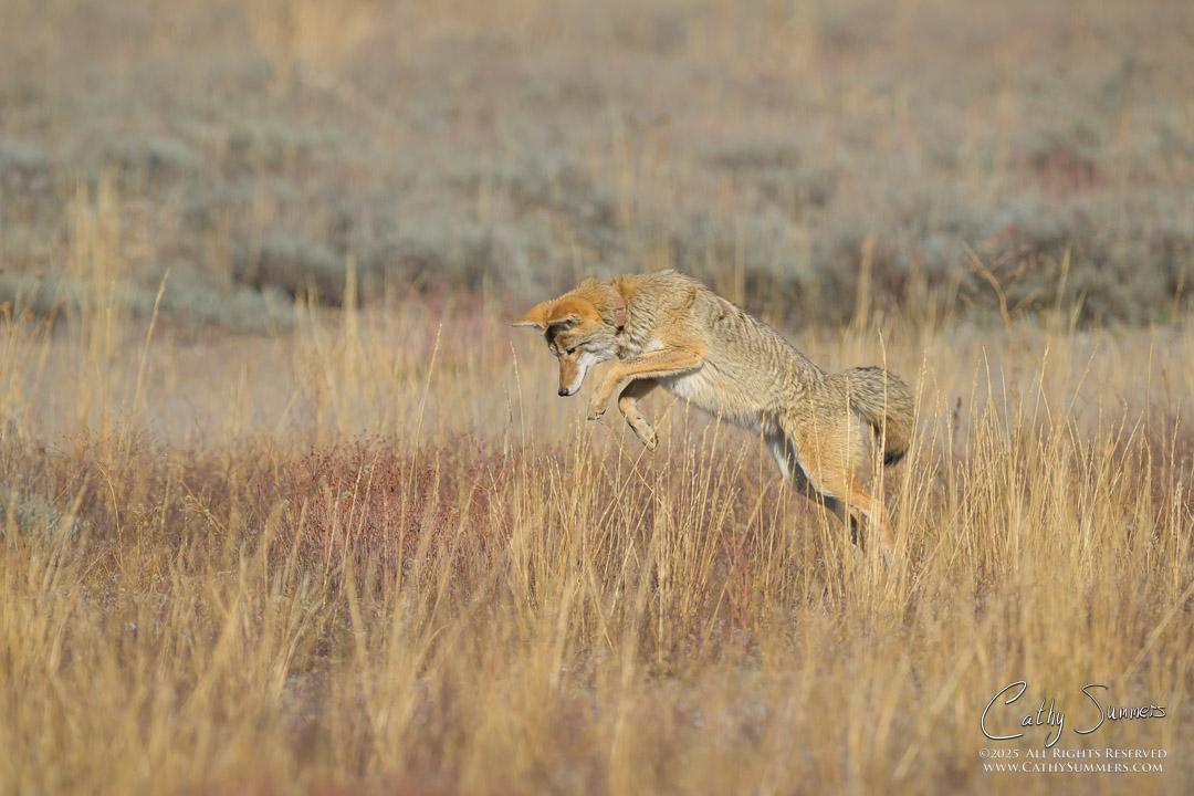 Coyote Pouncing in Grand Teton National Park
