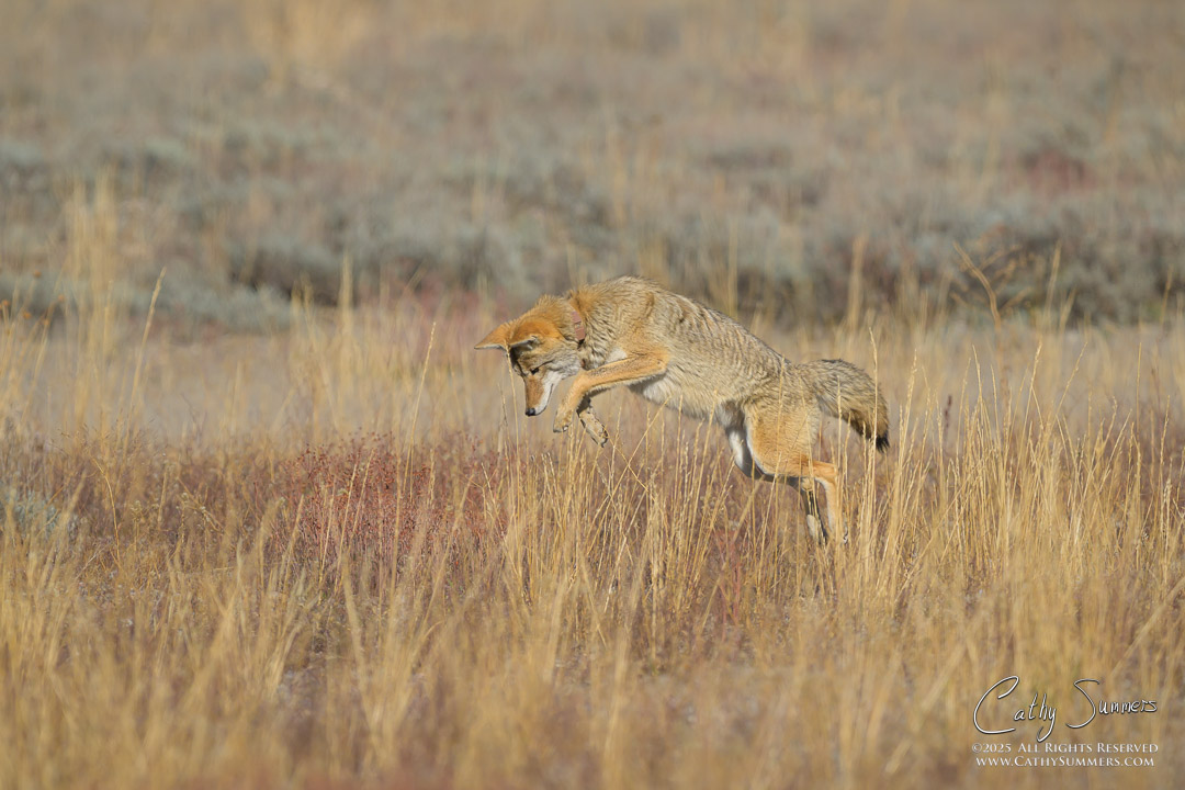Coyote Pouncing in Grand Teton National Park