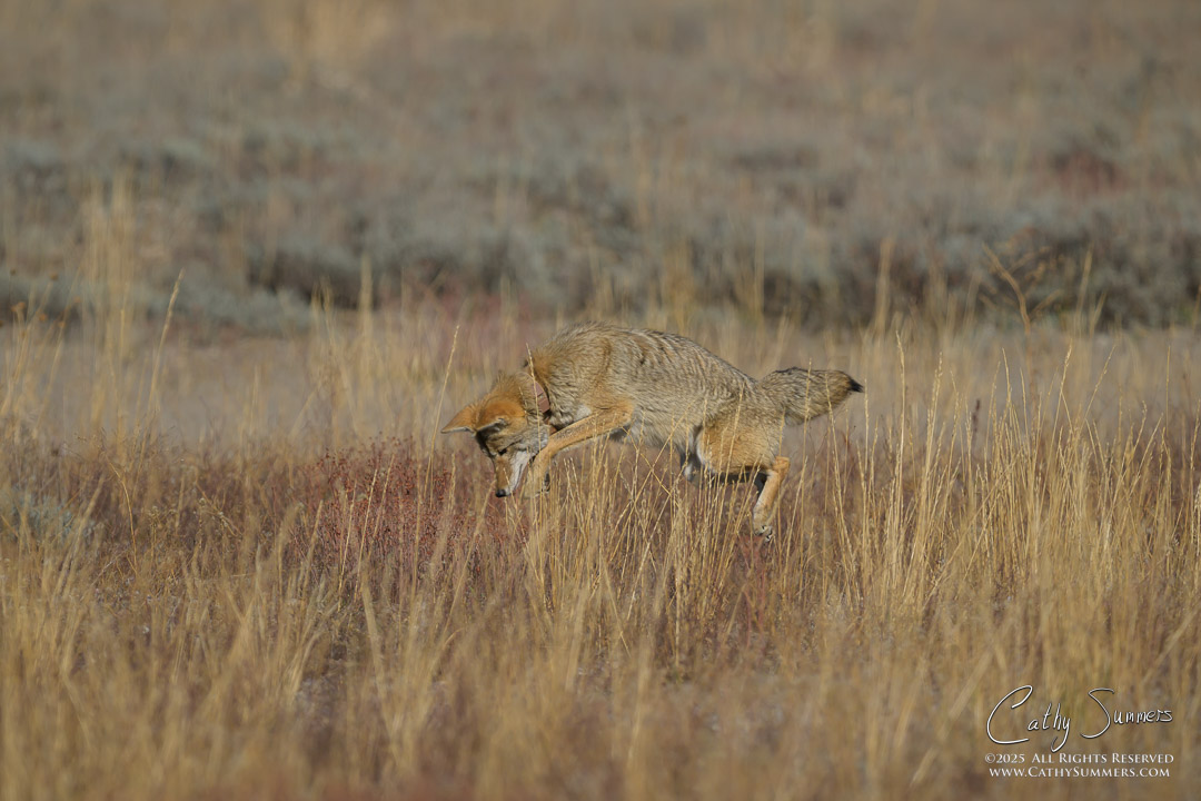 Coyote Pouncing in Grand Teton National Park