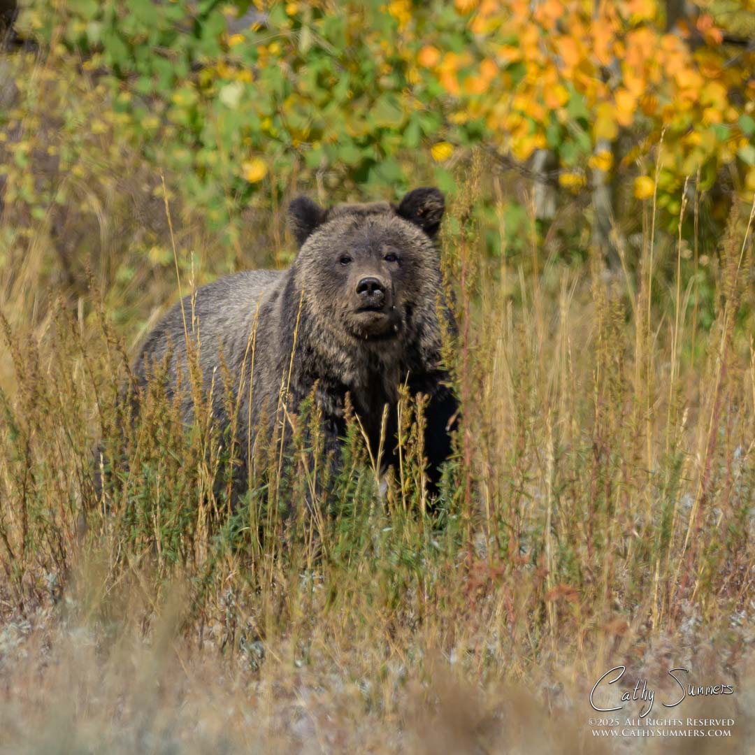 Miracle, the 18 Month Old Cub of Grizzly 1063 in Grand Teton National Park.  Separated from her mother, Miracle survived by herself all summer long after the death of her two siblings.