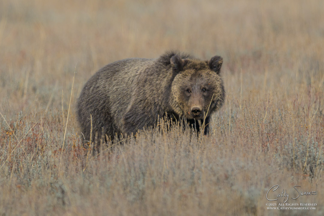 Miracle, the 18 Month Old Cub of Grizzly 1063 in Grand Teton National Park.  Separated from her mother, Miracle survived by herself all summer long after the death of her two siblings.