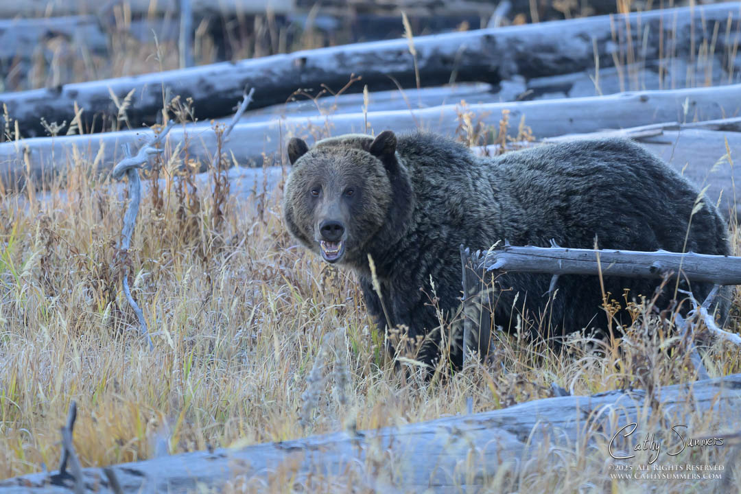 The Grizzly Bear Known as Jam in Yellowstone National Park