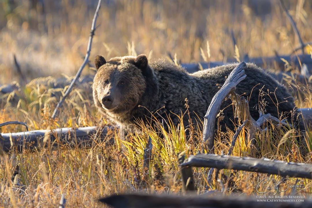 The Grizzly Bear Known as Jam in Yellowstone National Park