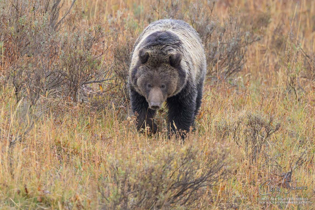Sub-Adult Grizzly Bear in Hayden Valley, Yellowstone National Park