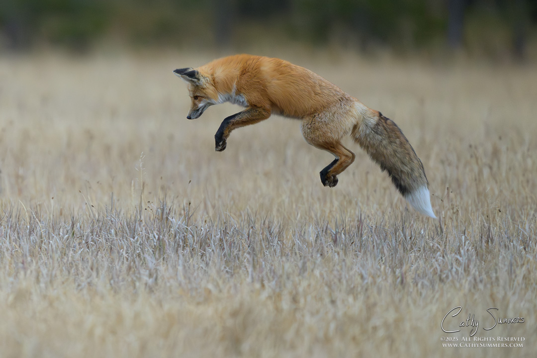 Red Fox Pouncing in Yellowstone National Park