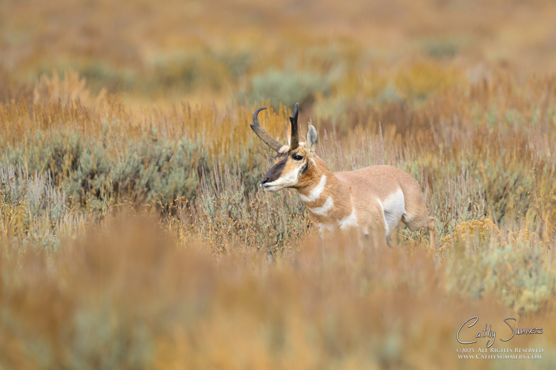 Pronghorn Buck on an Autumn Day in Grand Teton National Park