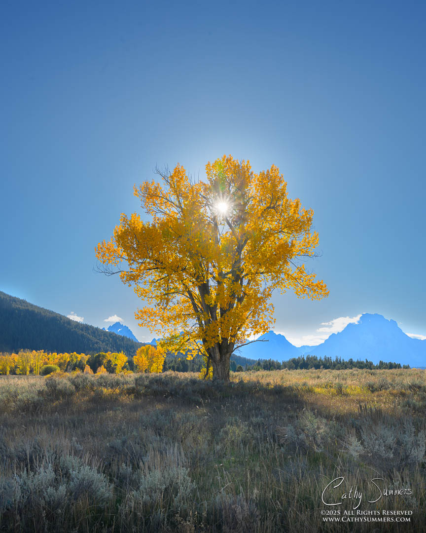 Sun Star in a Cottonwood Tree at Cttlemans Bridge, Grand Teton National Park - Composite Photo (Exposure Blend)