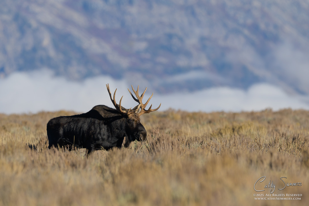 Bull Moose in Grand Teton National Park