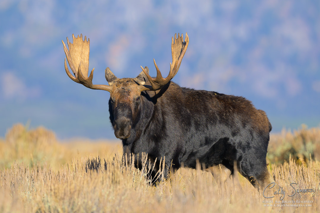 Bull Moose on an Autumn Morning in Grand Teton National Park