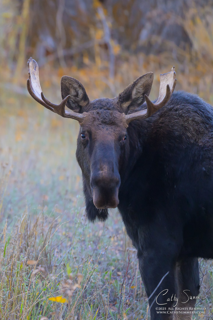 Young Bull Moose in Grand Teton National Park