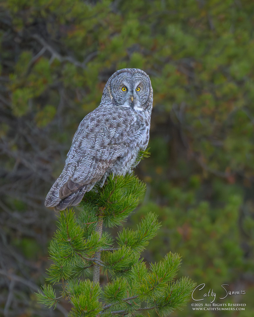 Great Grey Owl in Yellowstone National Park