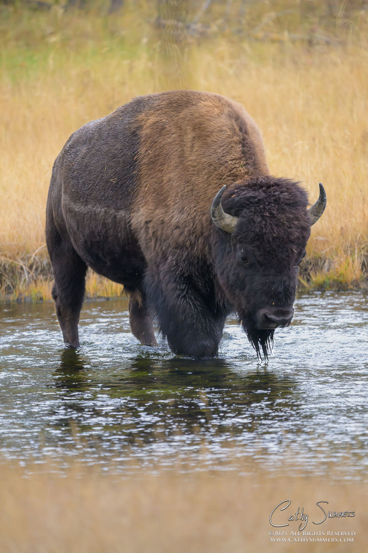 Bison Crossing Nez Pierce Creek in Yellowstone National Park