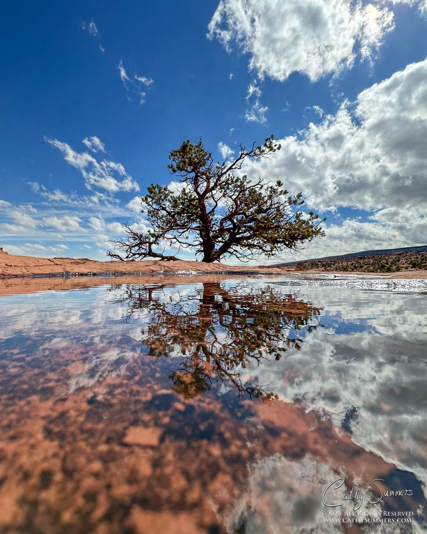 Pine Tree Reflection in Capitol Reef National Park