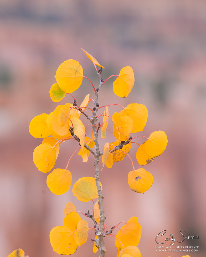 Quaking Aspen in Arches National Park