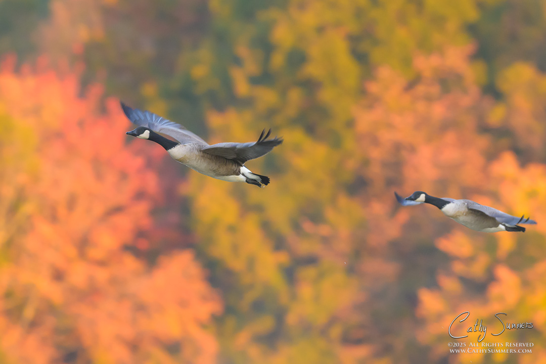 Canadian Geese in Flight and Autumn Colors at Huntley Meadows