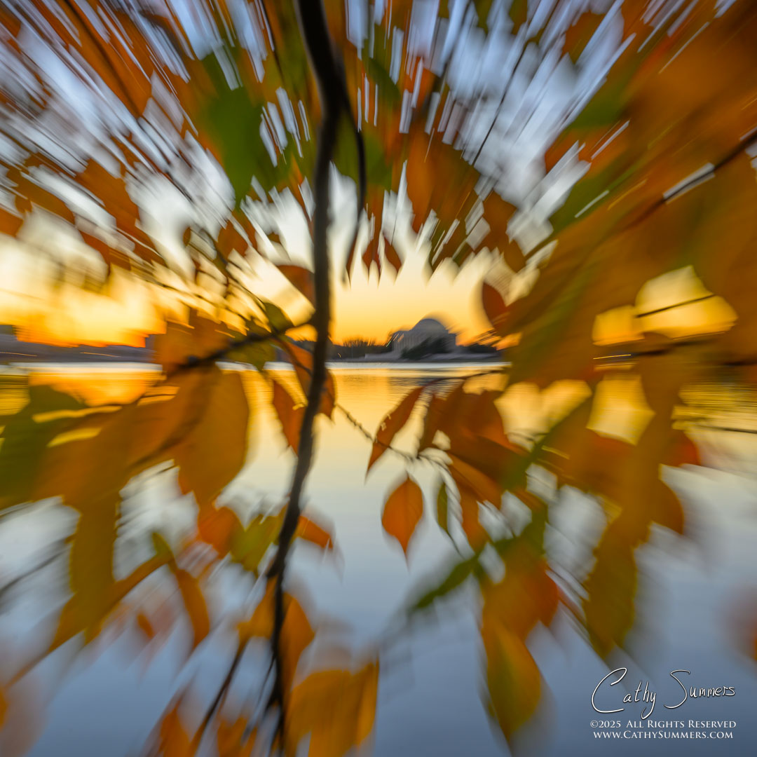 Jefferson Memorial and Cherry Tree Leaves - ICM / Handheld Zoom