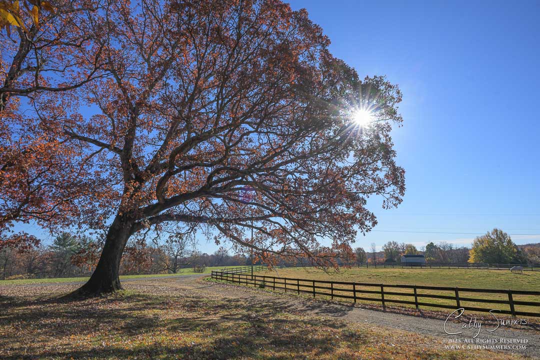Autumn Morning Sunstar