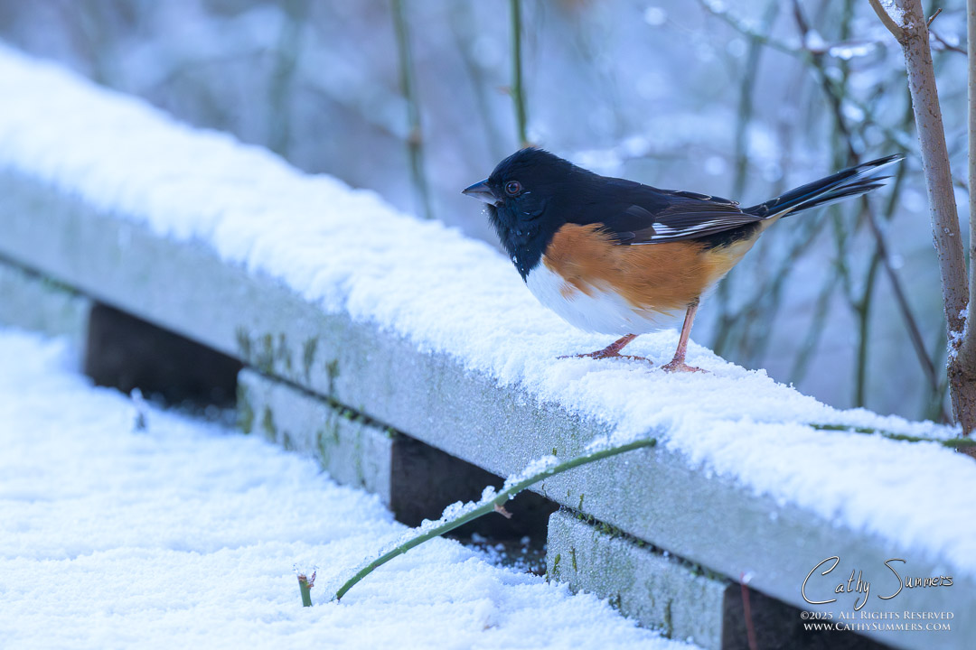 Eastern Towhee on a Snowy Day at Huntley Meadows