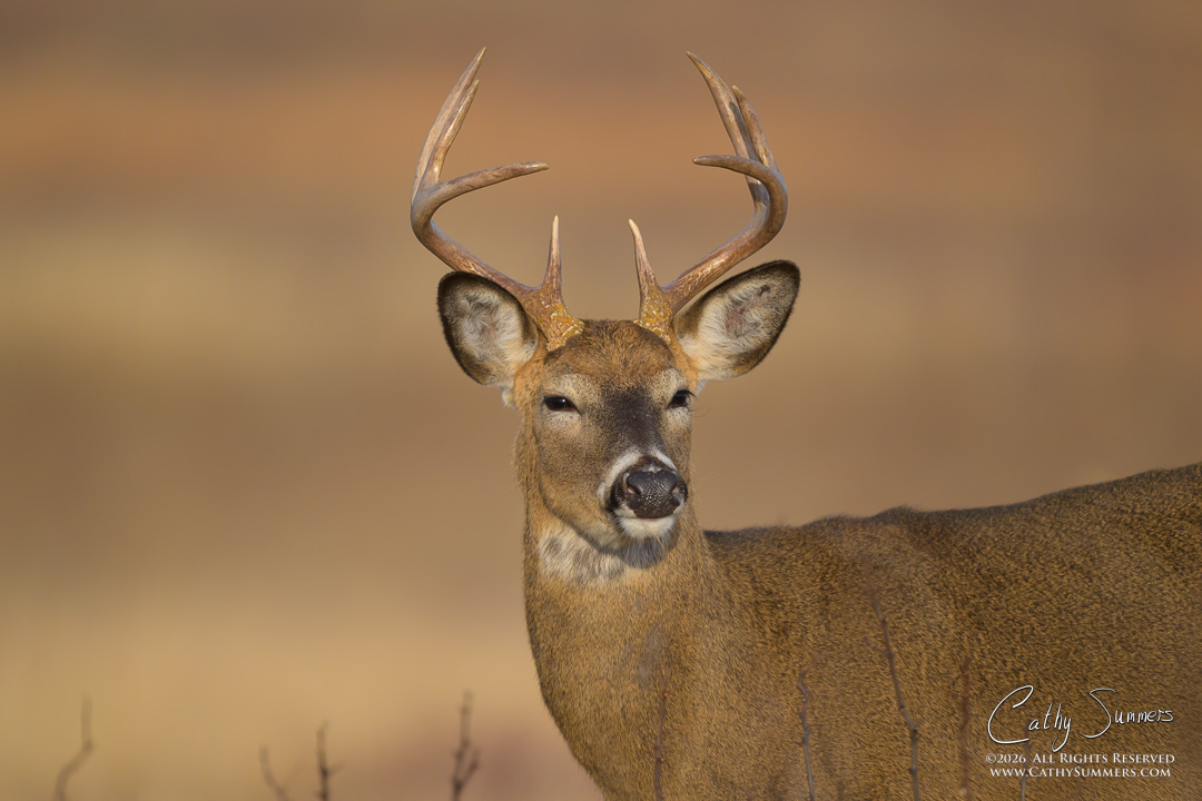 White Tailed Buck at Big Meadows, Shenandoah National Park