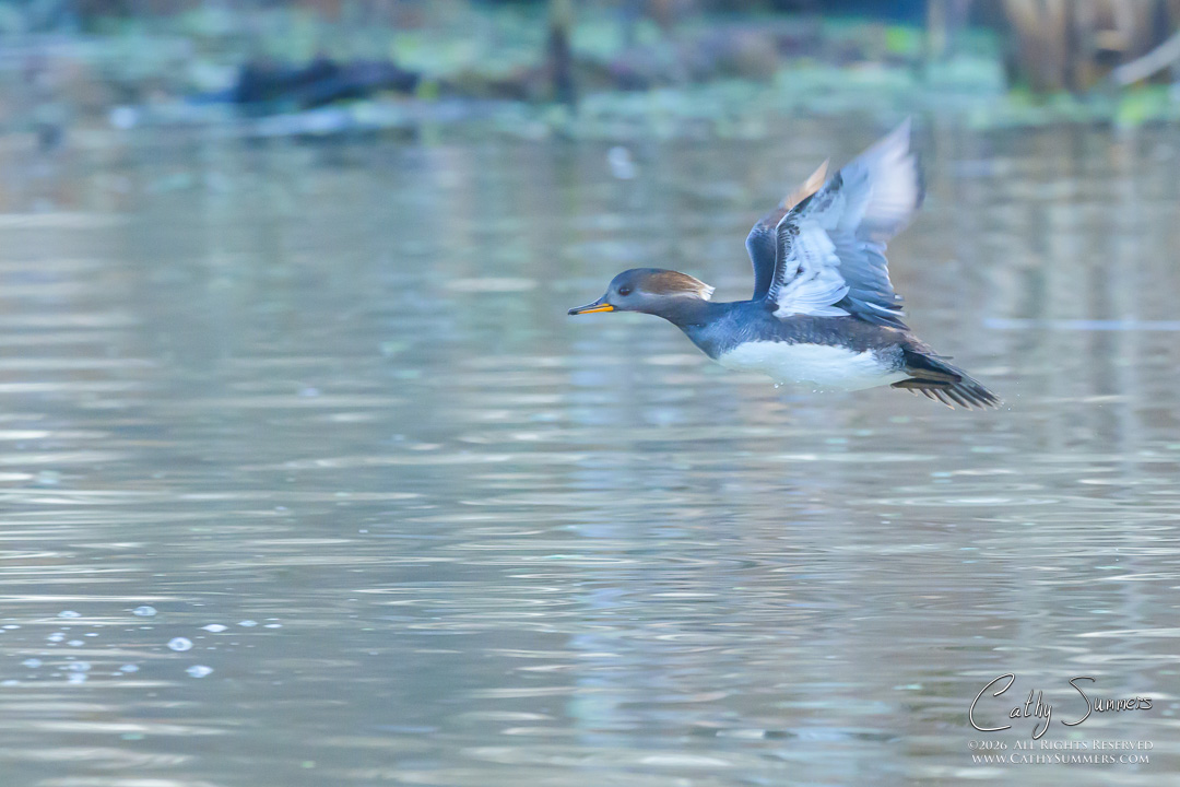 Hooded Merganser Hen in Flight at Huntley Meadows