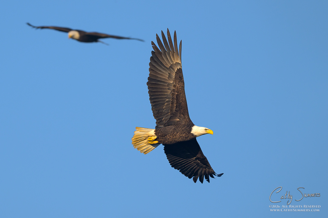 Bald Eagles in Flight Over Huntley Meadows