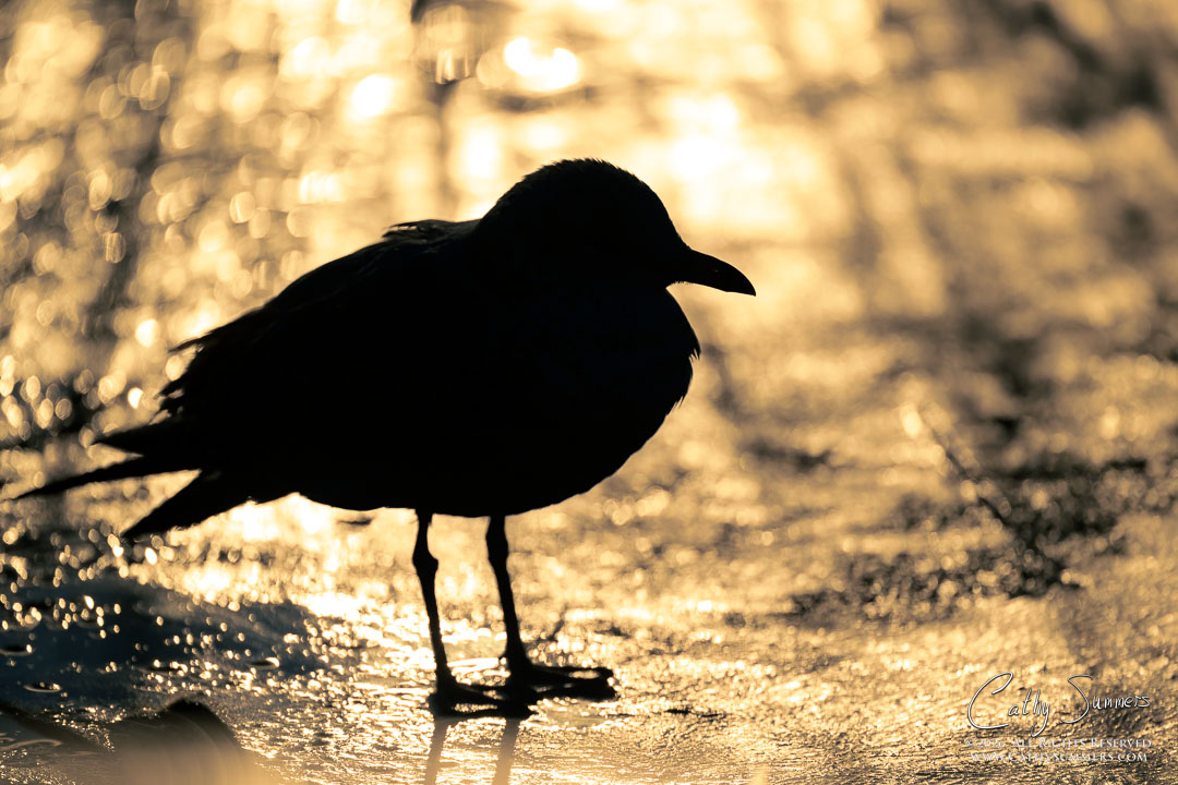 Silhouetted Gull on the Ice at Huntley Meadows