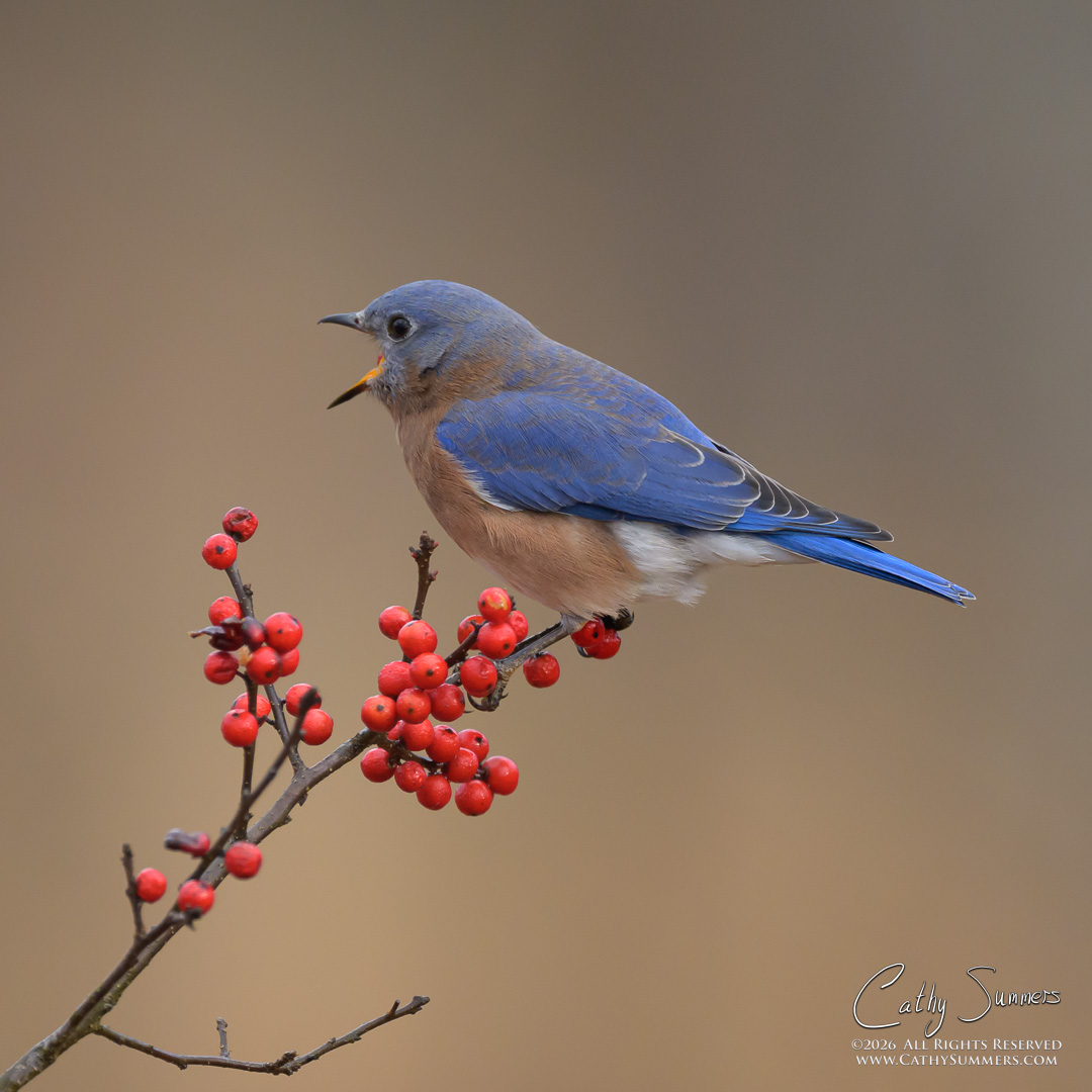 Down the Hatch; Bluebird and Berries at Huntley Meadows