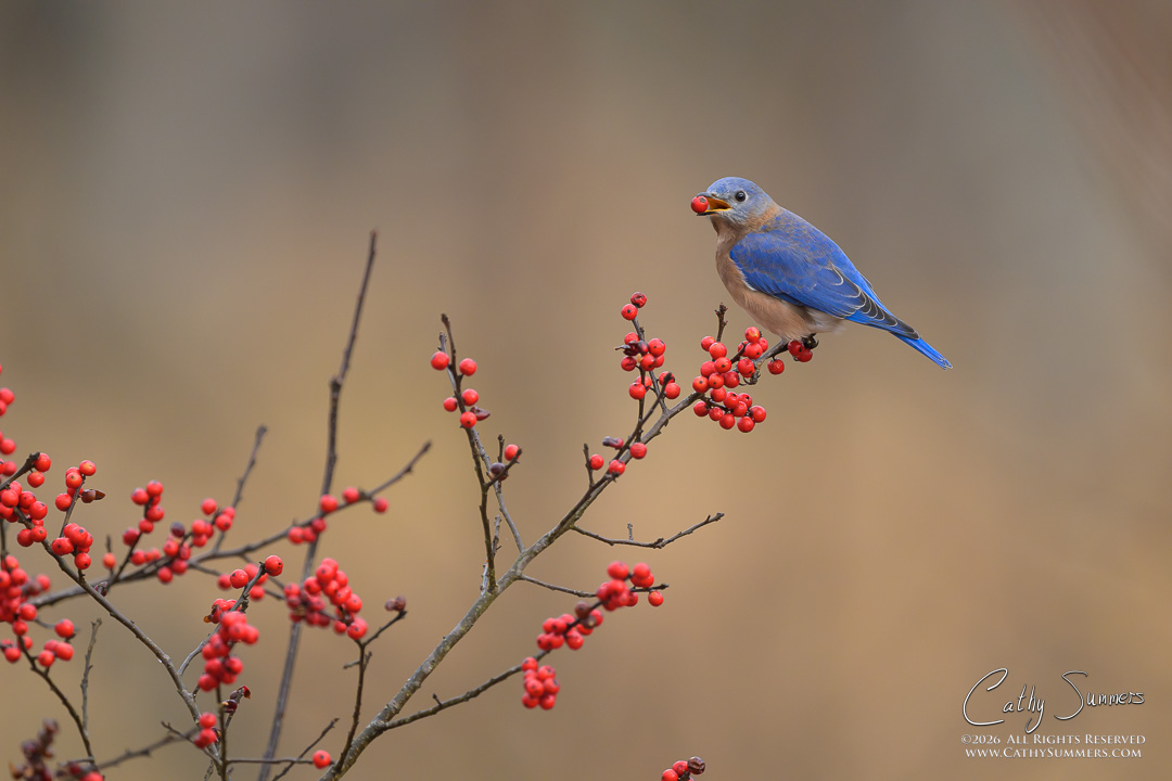 Blueburd and Berries at Huntley Meadows