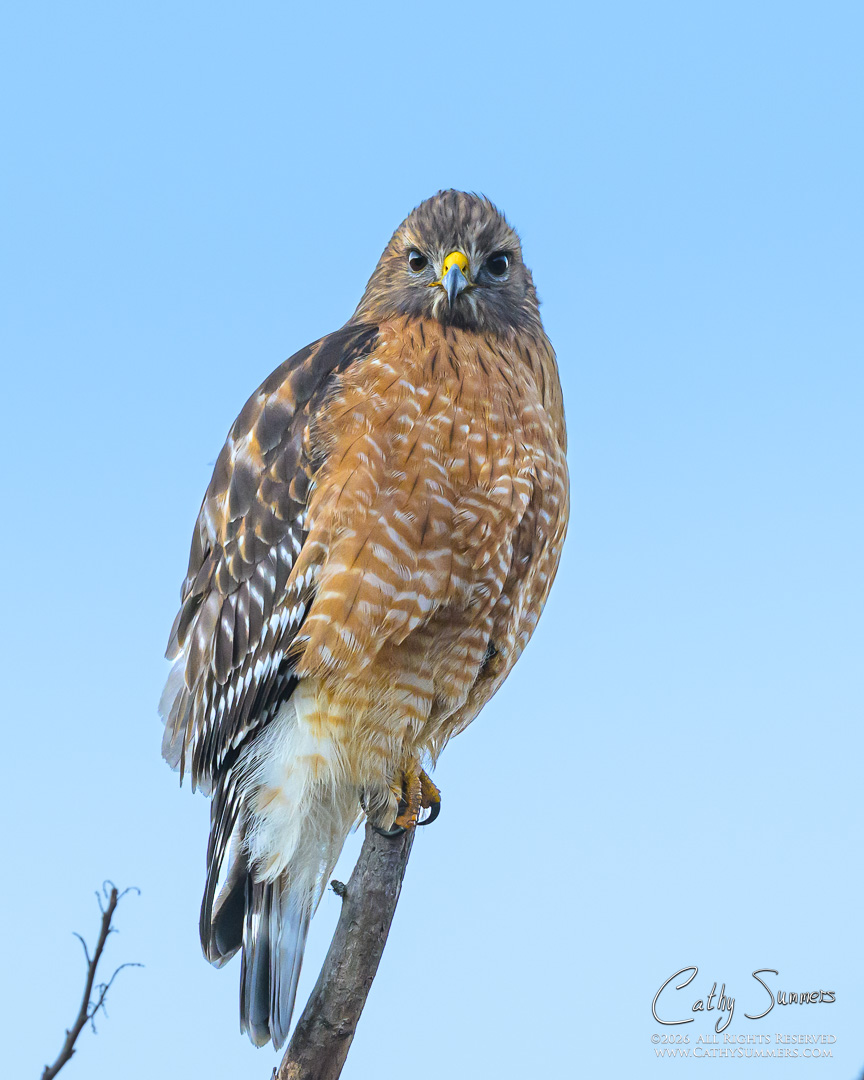 The Intense Gaze of a Red Shouldered Hawk at Huntley Meadows