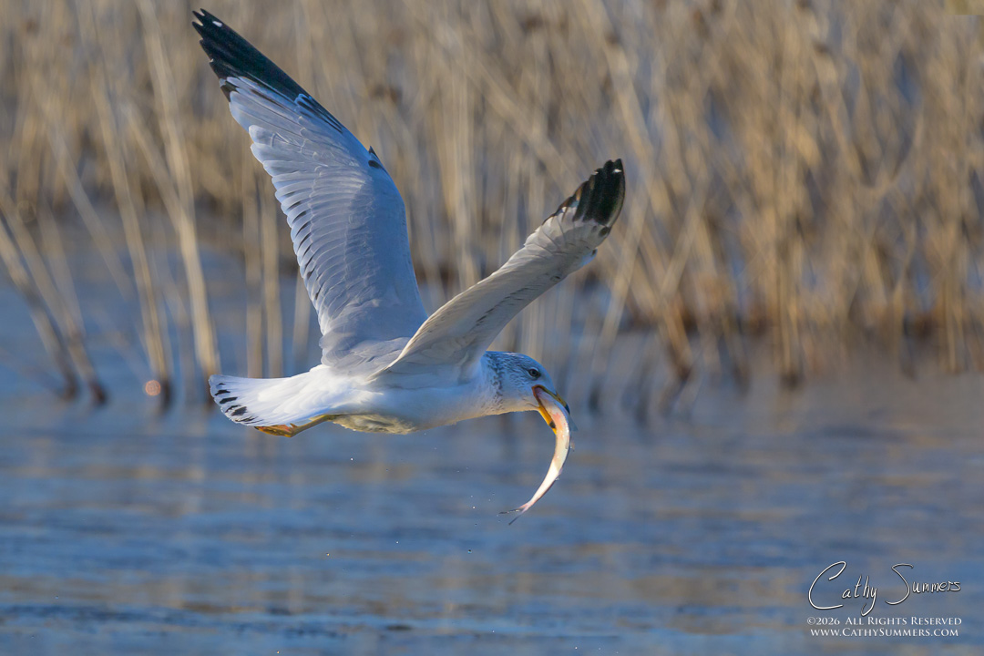 Ring Billed Gull at Huntley Meadows