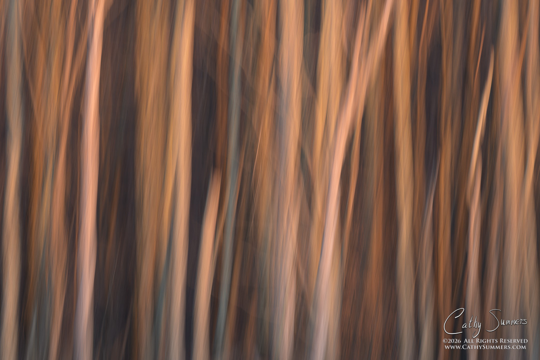 Trees at Sunset on a Winter Day at Huntley Meadows #6
