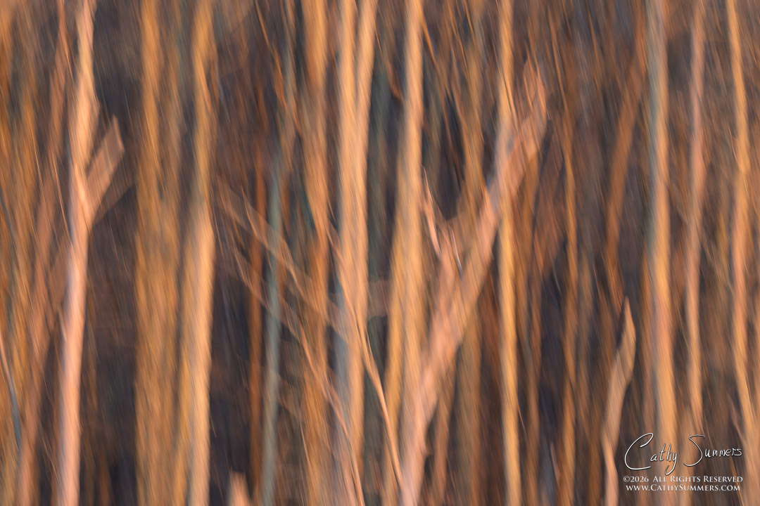 Trees at Sunset on a Winter Day at Huntley Meadows #2