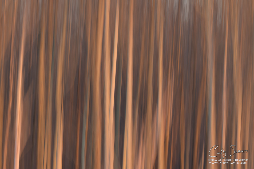 Trees at Sunset on a Winter Day at Huntley Meadows #4