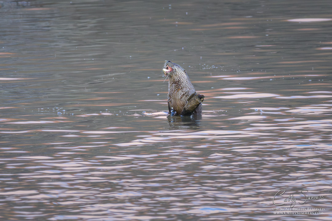 Otter Enjoys Breakfast at Huntley Meadows