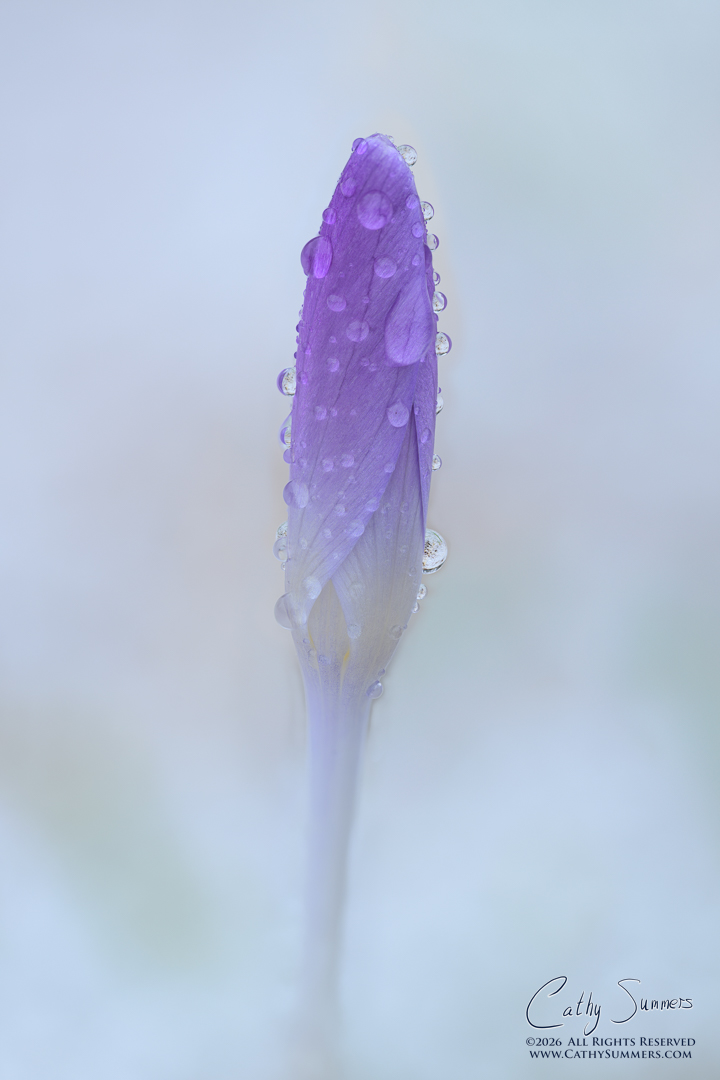 crocus, flower, snow, focus stack