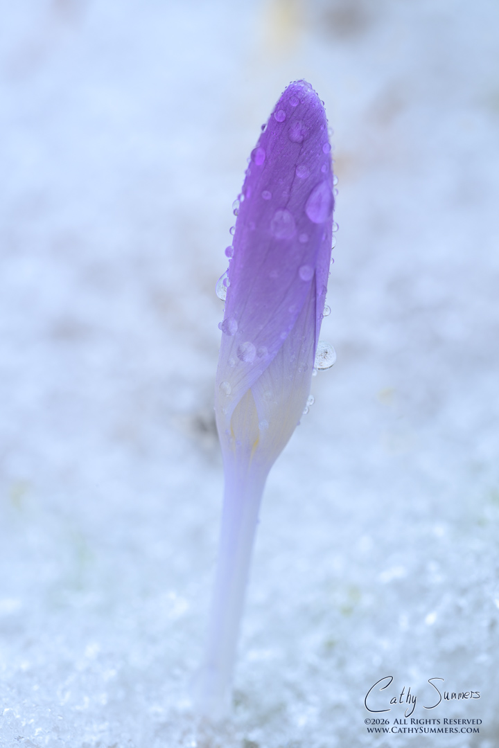 Crocus in the Snow - Focus Stack