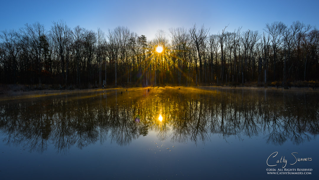 Spring Sunrise Through the Trees at Huntley Meadows