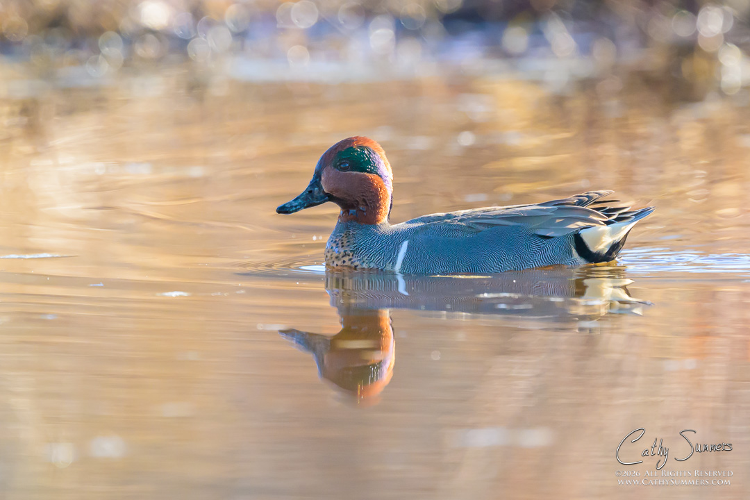 Backlit Green Winged Teal Drake at Huntley Meadows