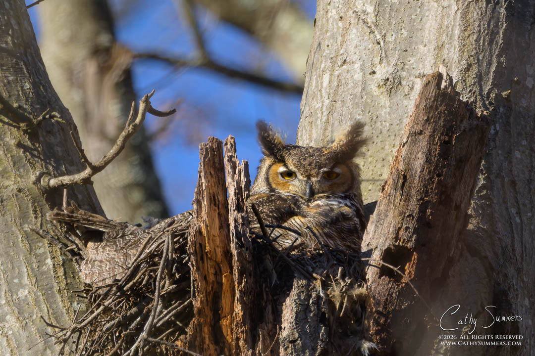 Great Horned Owl on Its Nest at Huntley Meadows