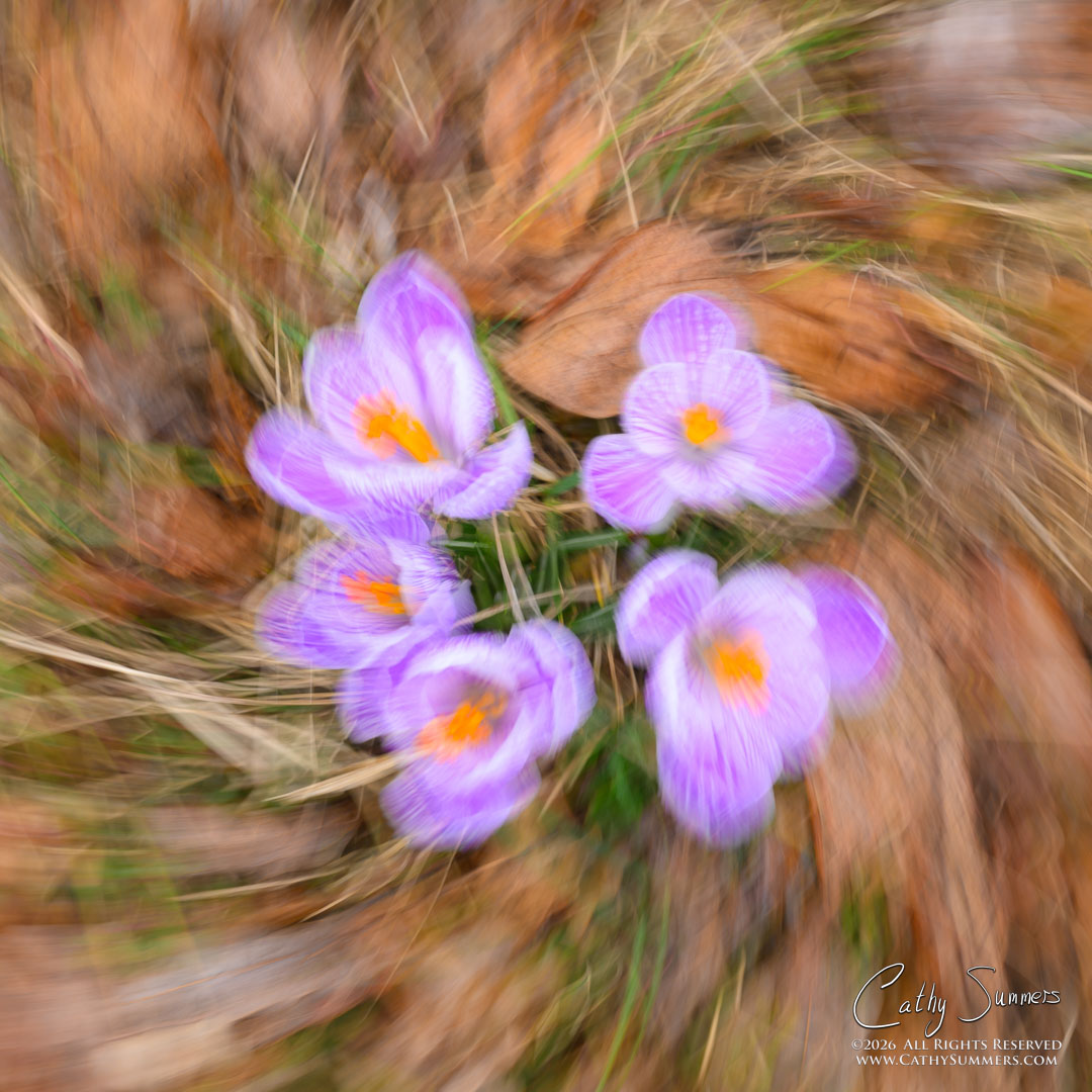 Crocus Swirl - Intentional Camera Movement
