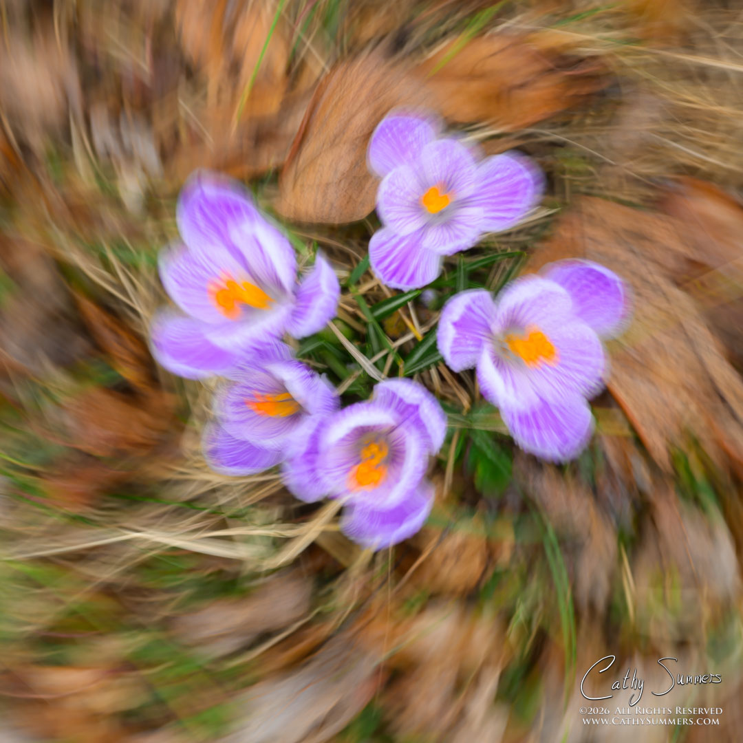 Crocus Swirl - Intentional Camera Movement