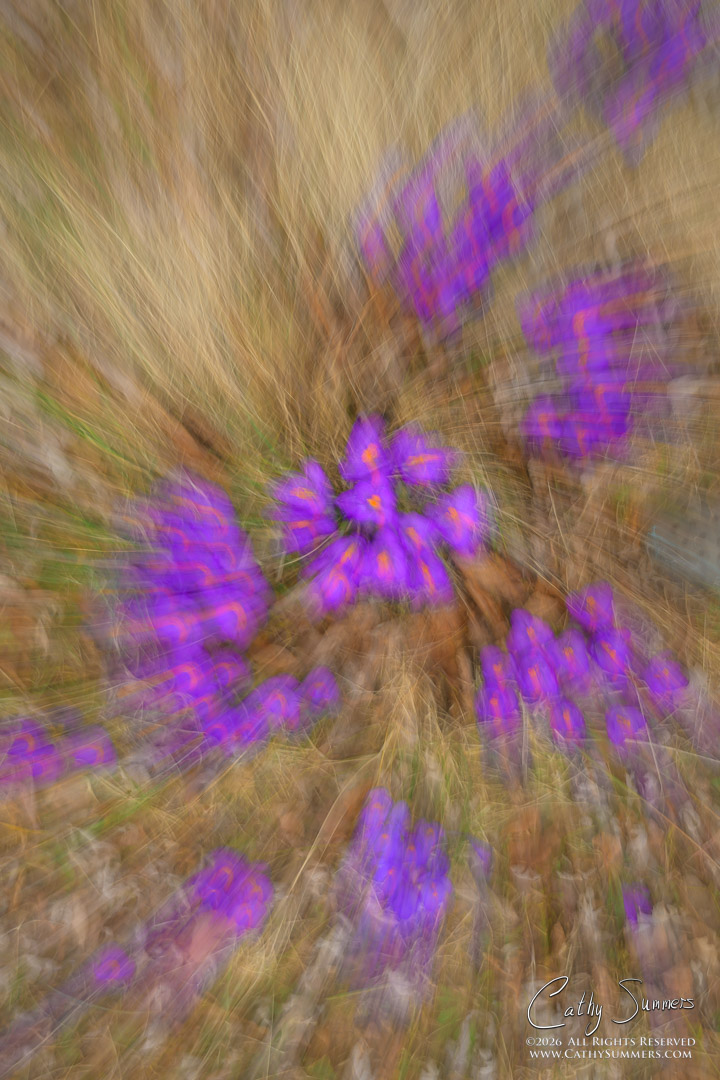Crocus Swirl - Intentional Camera Movement
