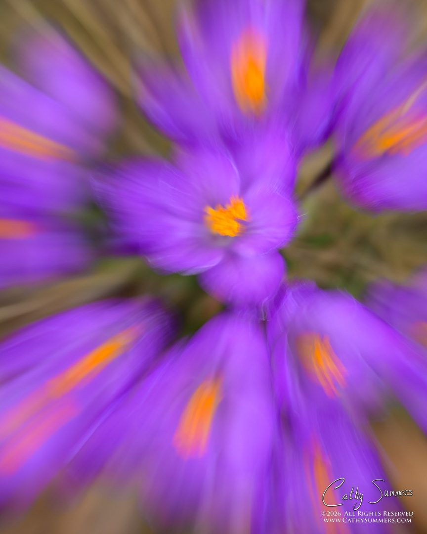Spring Bursting Out / Crocus Zoom - Intentional Camera Movement